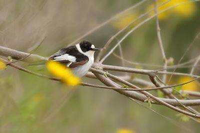 Collared flycatcher (Ficedula albicollis)