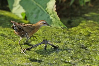 Little Crake (Zapornia parva) 