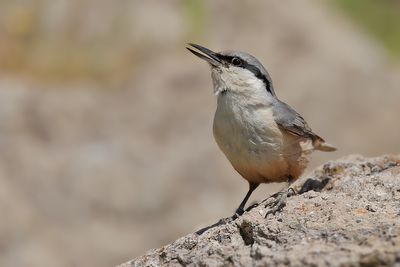 Rock Nuthatch (Sitta neumayer)