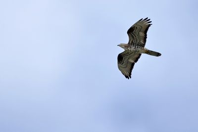 European honey buzzard (Pernis apivorus)