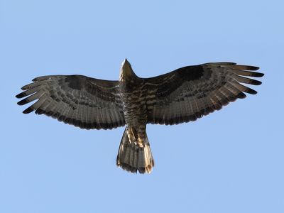 European honey buzzard (Pernis apivorus)