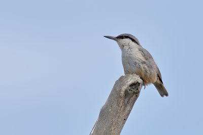 Rock Nuthatch (Sitta neumayer)