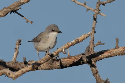 Eastern Orphean Warbler (Sylvia crassirostris)