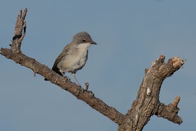 Eastern Orphean Warbler (Sylvia crassirostris)