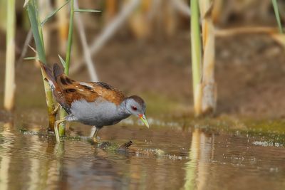 Gallery Little Crake