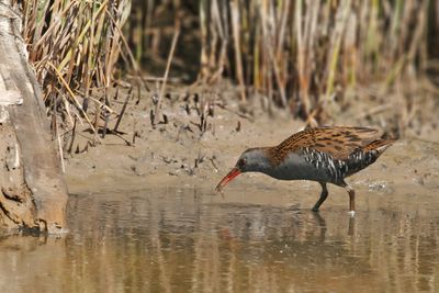 Water Rail (Rallus aquaticus)