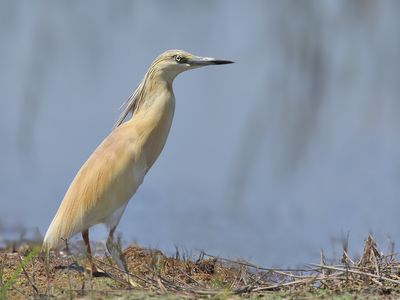 Squacco Heron (Ardeola ralloides)