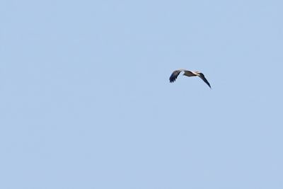 Egyptian Vulture (Neophron percnopterus) 