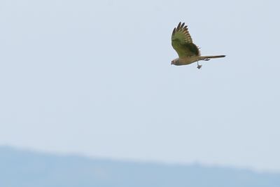 Montagus Harrier (Circus pygargus)