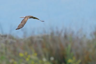 Pallid Harrier (Circus macrourus)