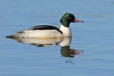 Gallery Goosander