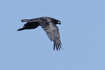 Northern Raven (Corvus corax)