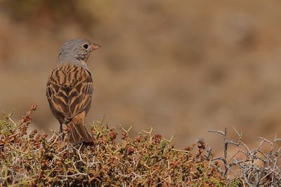 Cretzschmars Bunting (Emberiza caesia)