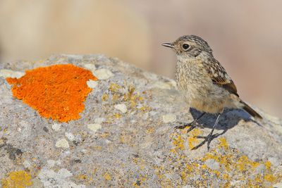 European Stonechat (Saxicola rubicola) 