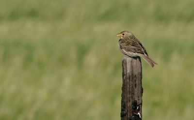 Corn Bunting  (Miliaria calandra)