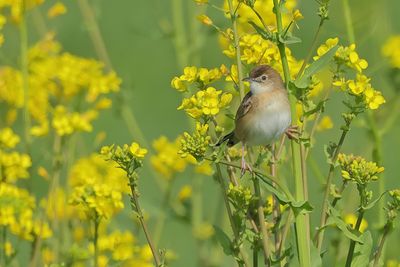 Gallery Zitting Cisticola