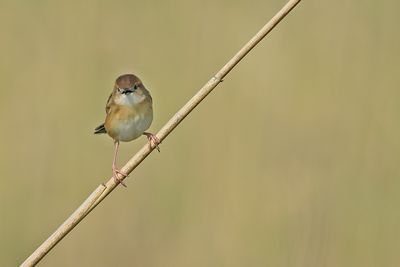 Zitting Cisticola - (Cisticola juncidis)