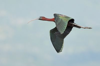 Glossy Ibis (Plegadis falcinellus)	