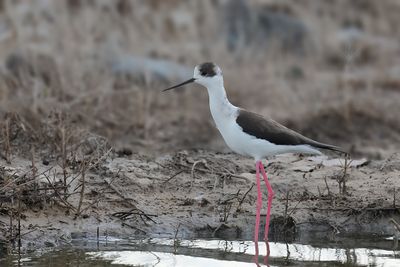 Black-winged Stilt (Himantopus himantopus)	