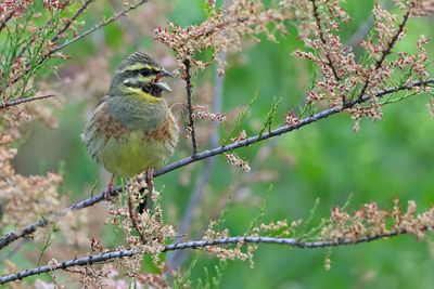Gallery Cirl Bunting