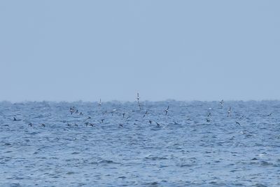 Yelkouan Shearwater - (Puffinus yelkouan)