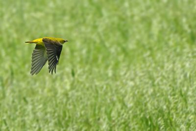 Eurasian Golden Oriole (Oriolus oriolus)