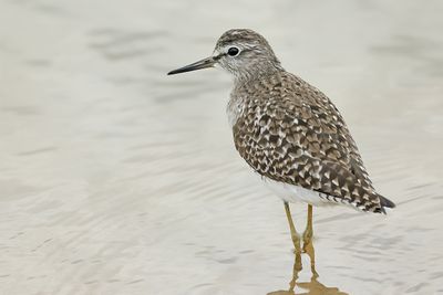 Wood Sandpiper  (Tringa glareola)