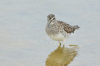 Wood Sandpiper  (Tringa glareola)