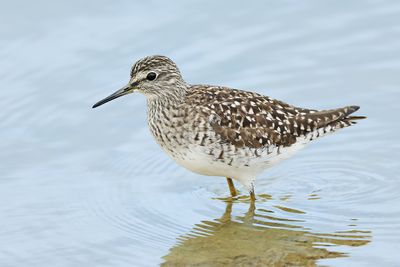 Wood Sandpiper  (Tringa glareola)