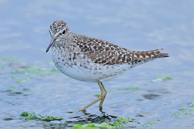 Wood Sandpiper  (Tringa glareola)