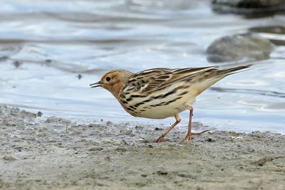 Red-throated Pipit (Anthus cervinus)