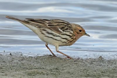 Red-throated Pipit (Anthus cervinus)