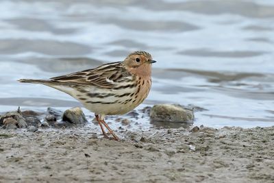 Red-throated Pipit (Anthus cervinus)