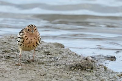 Red-throated Pipit (Anthus cervinus)