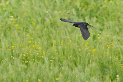 Barn Swallow (Hirundo rustica)