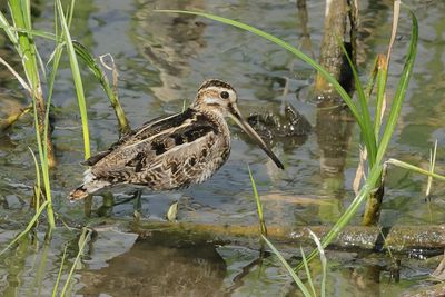 Common Snipe (Gallinago gallinago)