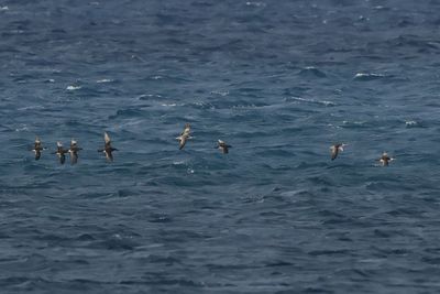 Yelkouan Shearwater - (Puffinus yelkouan)