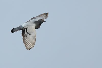 Rock Dove (Columba livia)