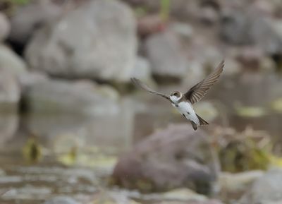 Sand Martin (Riparia riparia)
