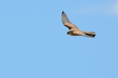 Lesser Kestrel (Falco naumanni)