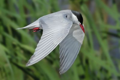 Whiskered Tern (Chlidonias hybridus)