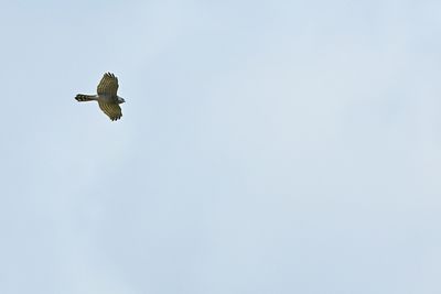 g13/83/944883/3/173673714.30d6960f.JPEG