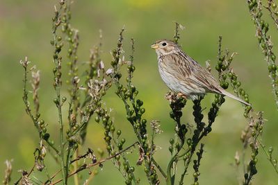 Corn Bunting  (Miliaria calandra)