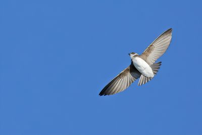 Sand Martin (Riparia riparia)