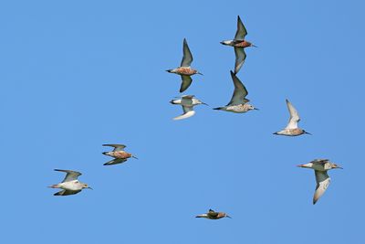 Gallery mixed Bird groups