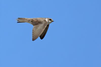Sand Martin (Riparia riparia)