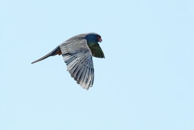 Red Footed Falcon (Falco vespertinus)