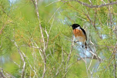 European Stonechat (Saxicola rubicola) 