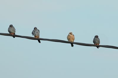 Gallery Red Footed Falcon