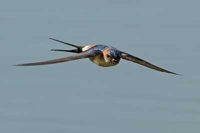 Red-rumped Swallow (Cecropis daurica rufula) 
